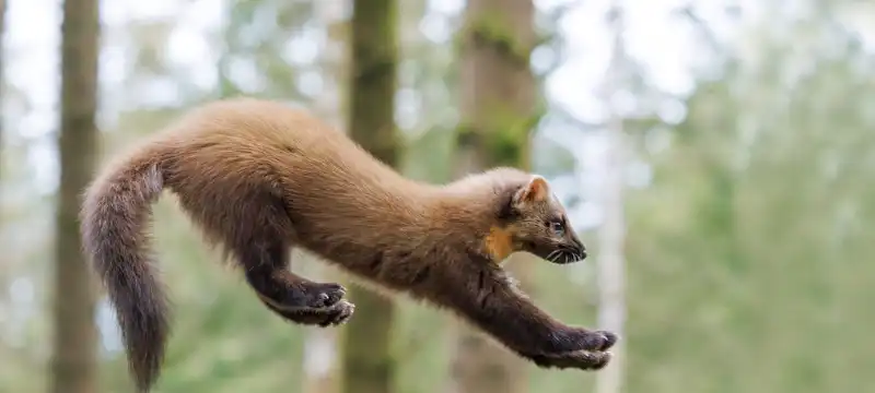 I'm no longer Marten maintainer
