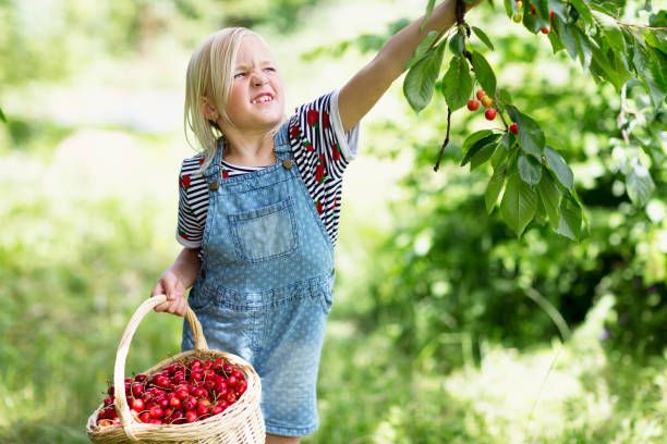 Girl Picking Cherries Stock Photo - Download Image Now - Cherry, Picking - Harvesting, Girls - iStock Girl Picking Cherries Stock Photo - Download Image Now - Cherry, Picking - Harvesting, Girls - iStock