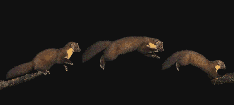 Publishing read model changes from Marten