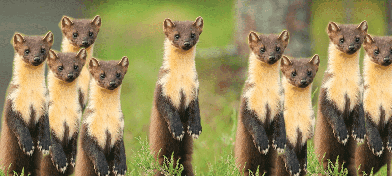 How to scale out Marten