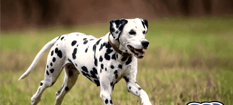 Pongo gets strongly-typed client, migrations, and command line tooling